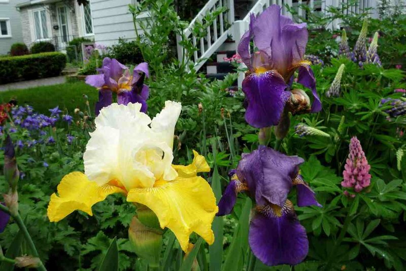 Colorful irises in a garden