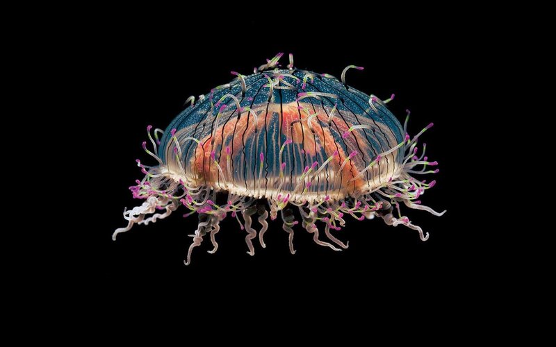 Colorful jellyfish against black