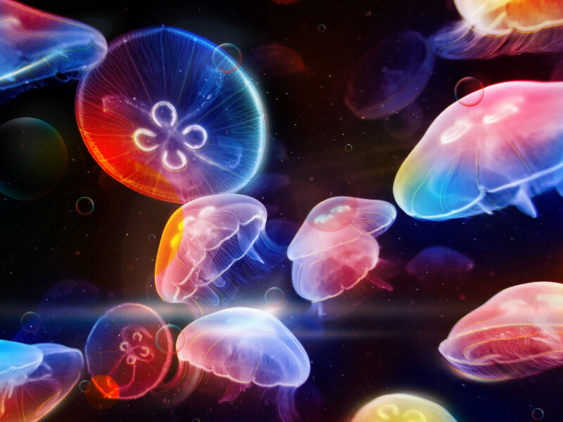 Colorful jellyfish in dark water