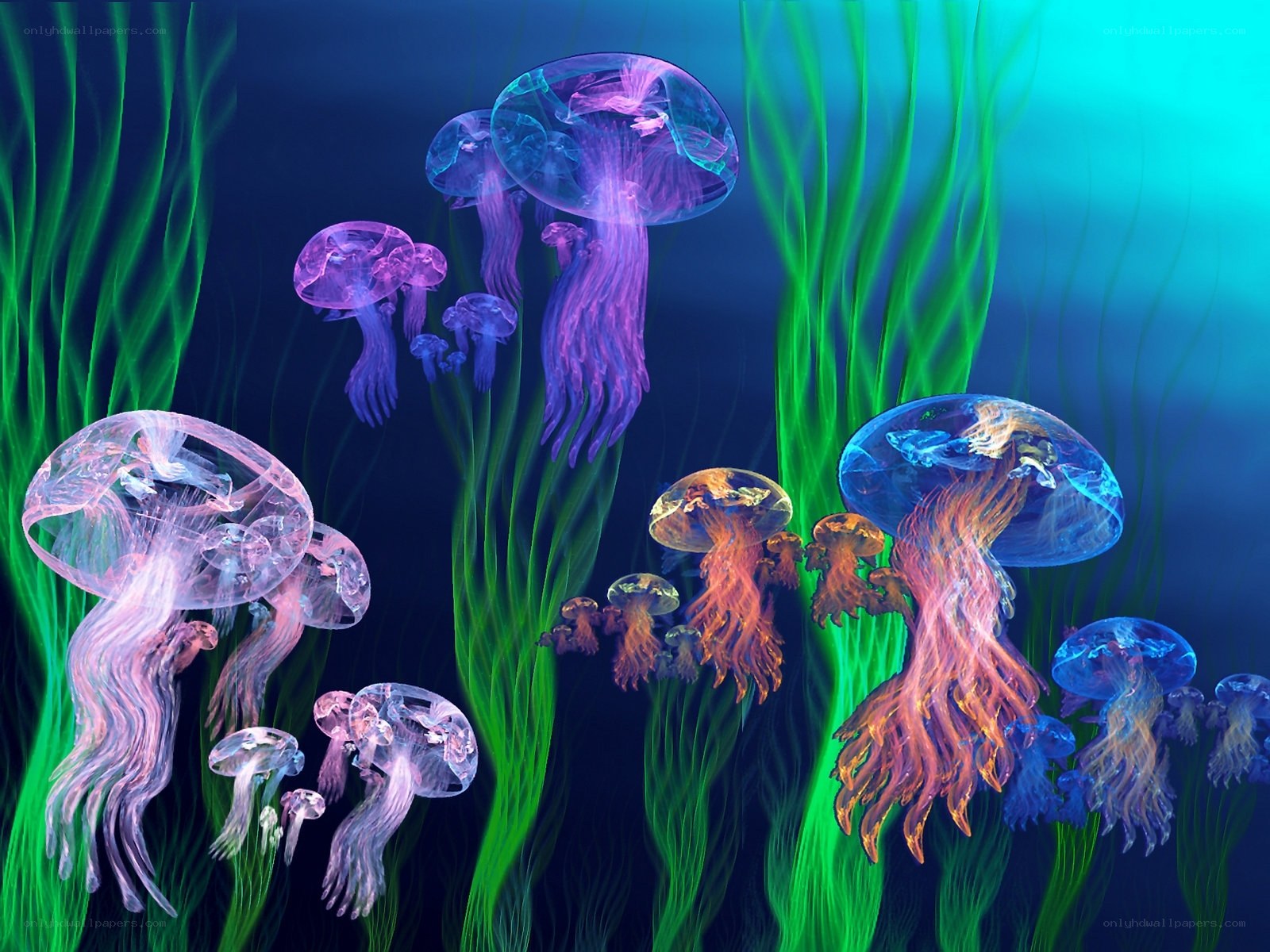 Colorful jellyfish in ocean