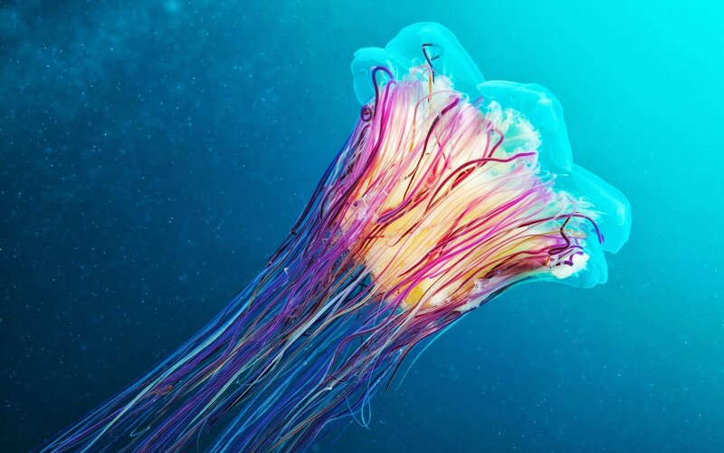 Colorful Jellyfish in Water