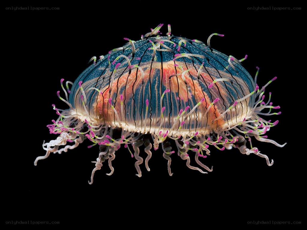 Colorful jellyfish with tentacles