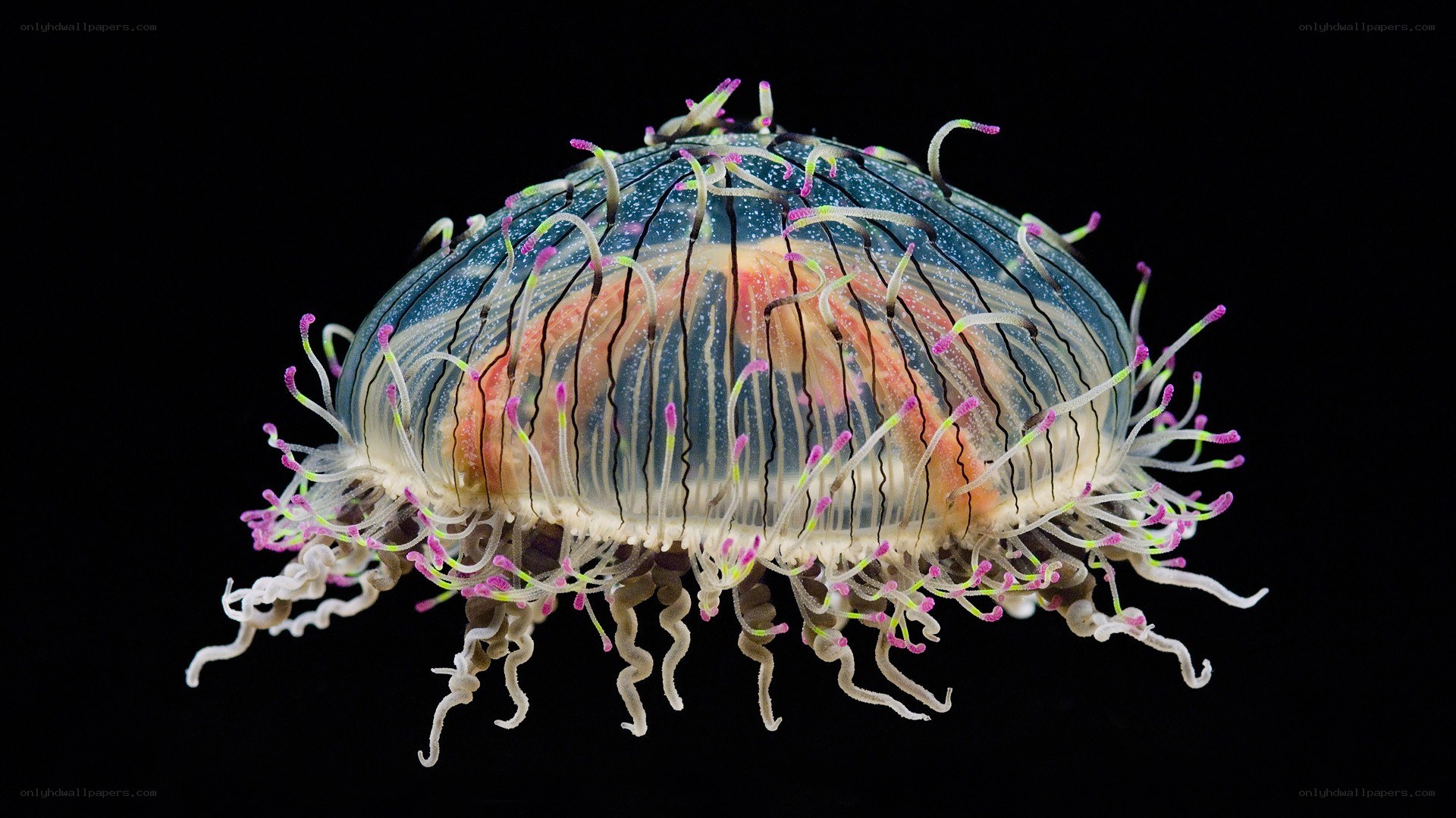 Colorful jellyfish with tentacles