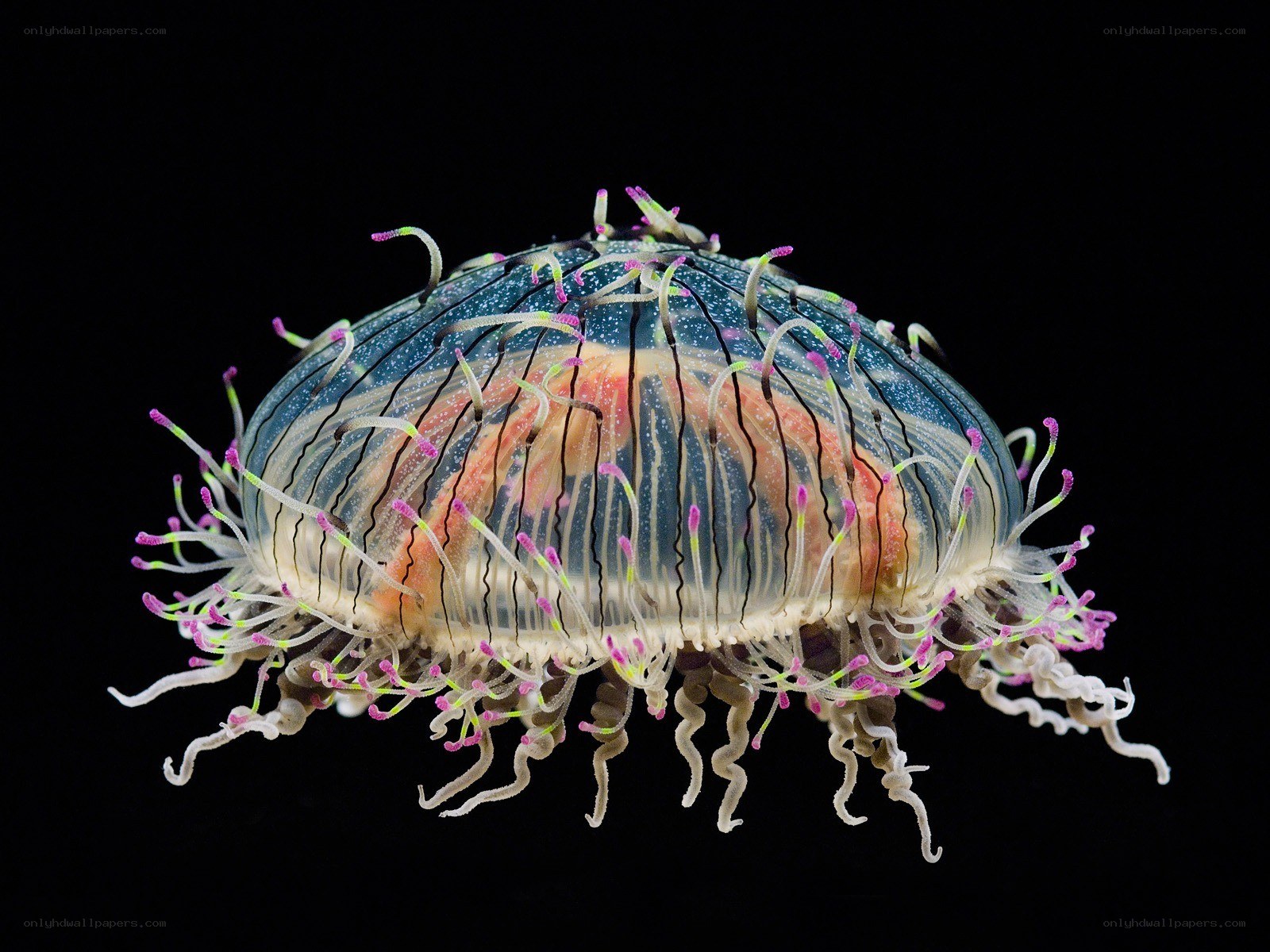 Colorful jellyfish with tentacles