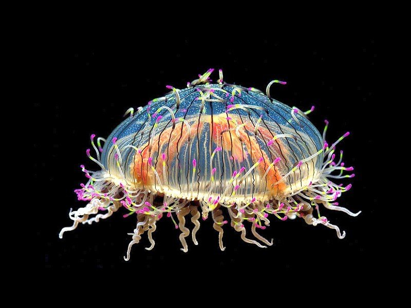 Colorful jellyfish with tentacles