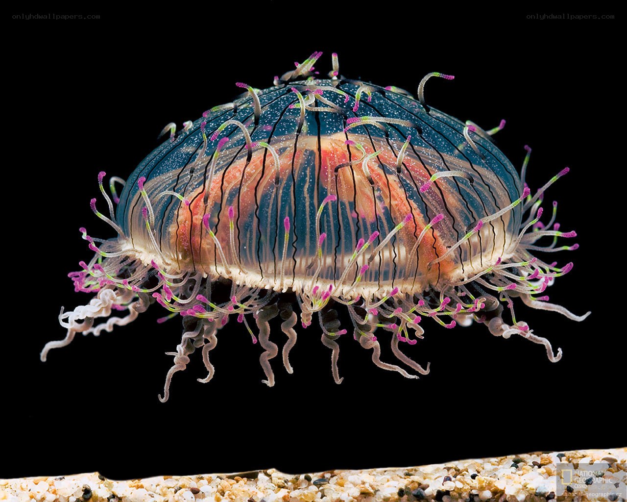 Colorful jellyfish with tentacles