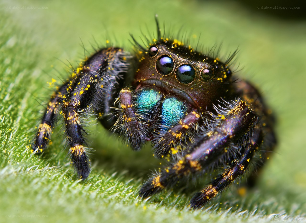colorful jumping spider