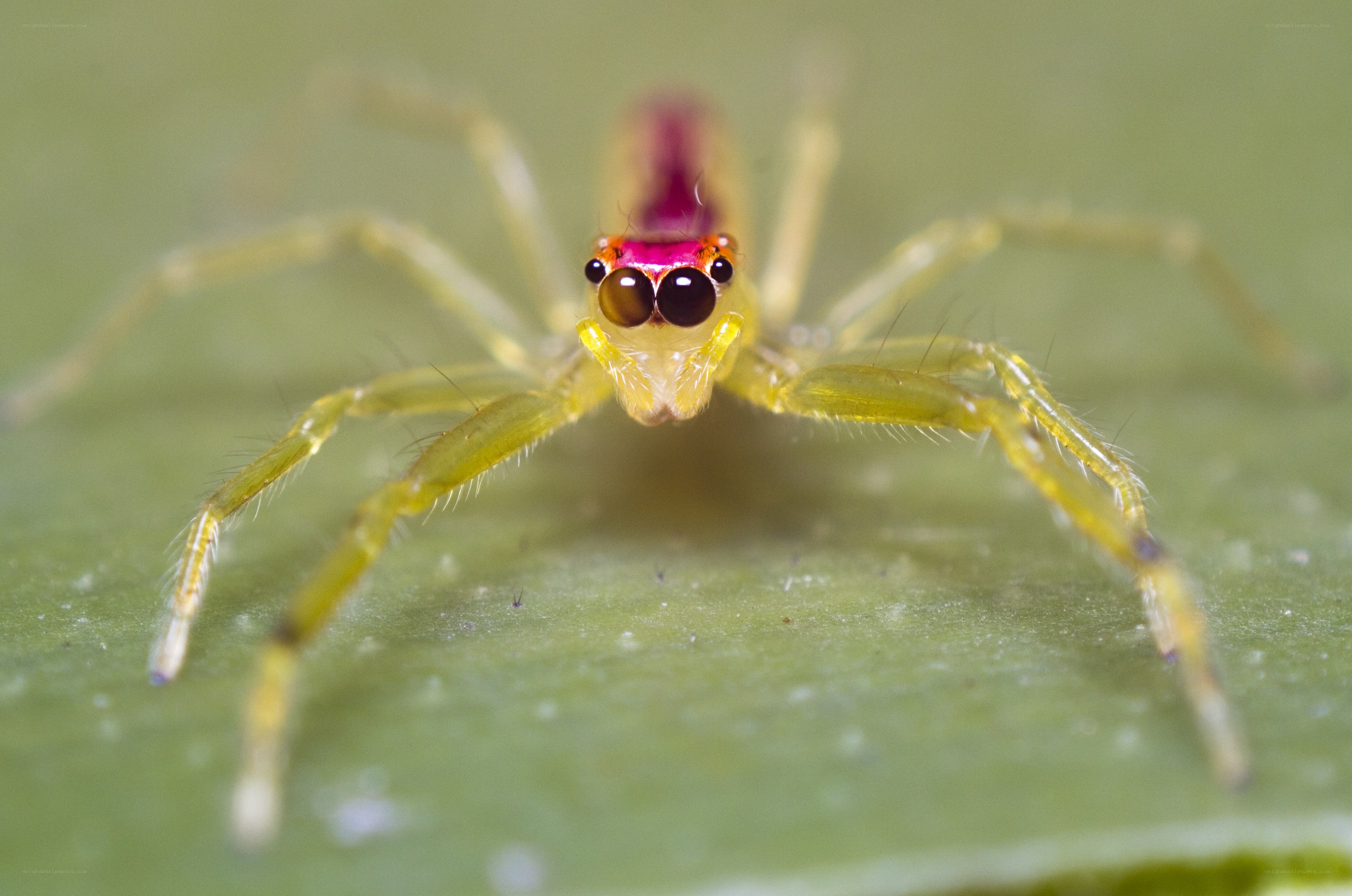 colorful jumping spider