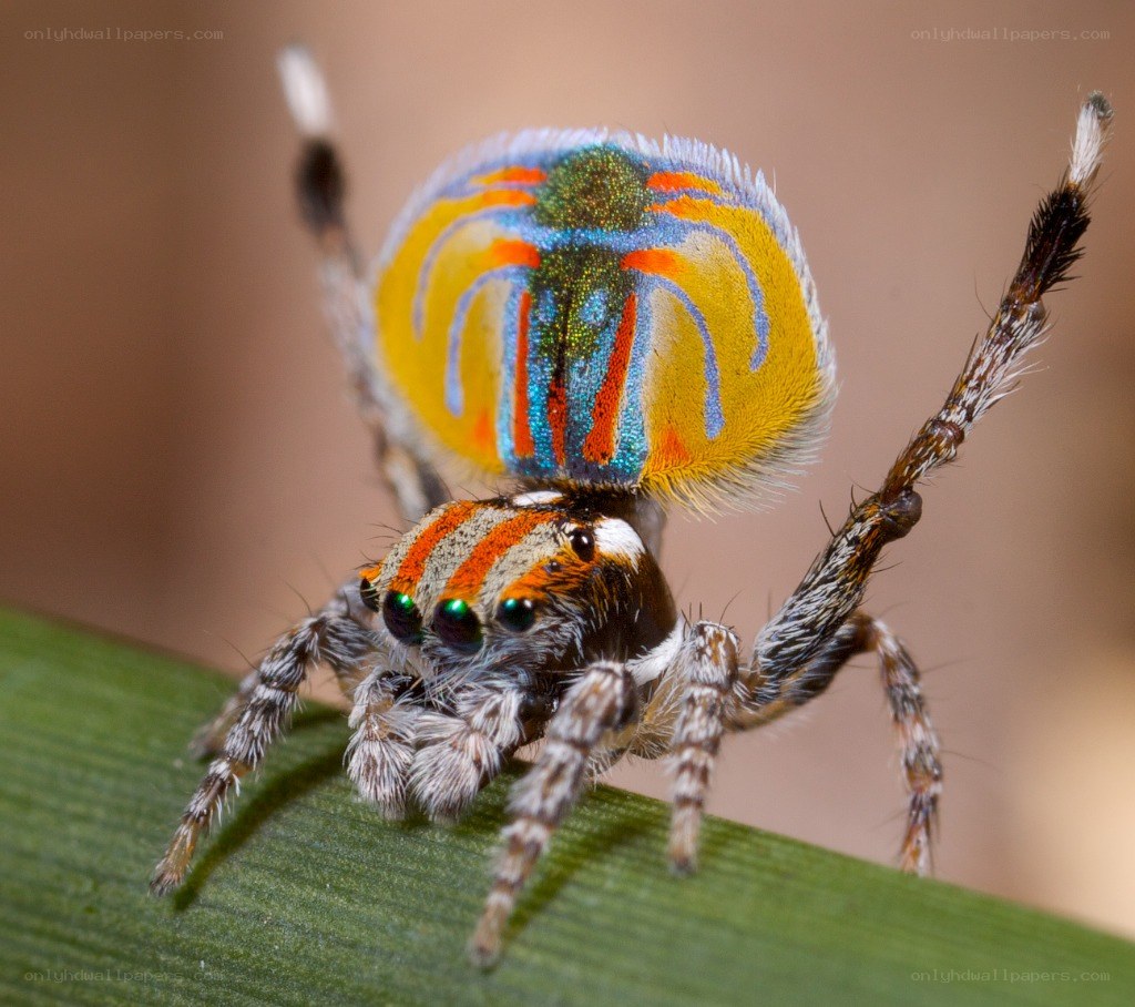 colorful jumping spider