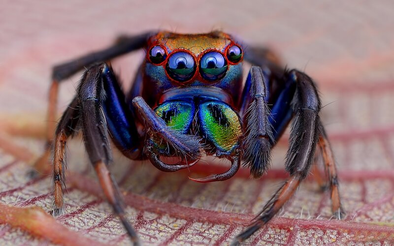 Colorful Jumping Spider — Blue, Dramatic