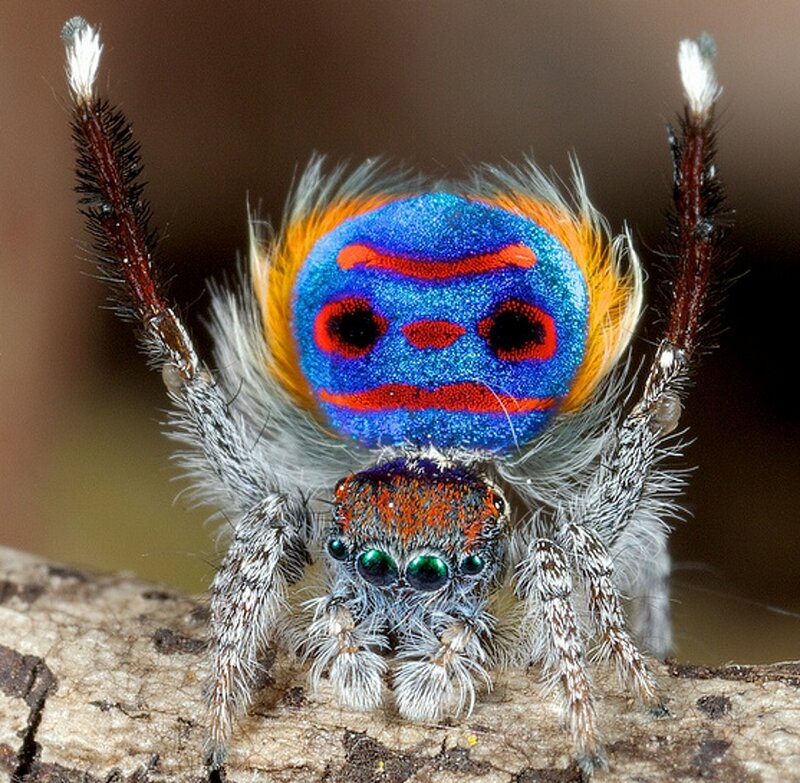 Colorful Jumping Spider — Blue