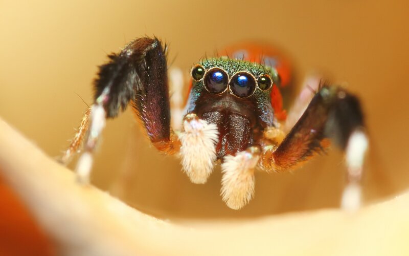 Colorful Jumping Spider — Green, Close-up