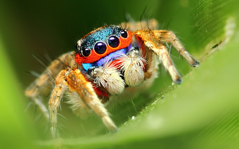 Colorful Jumping Spider — Green, Natural