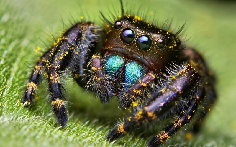 Colorful jumping spider on leaf