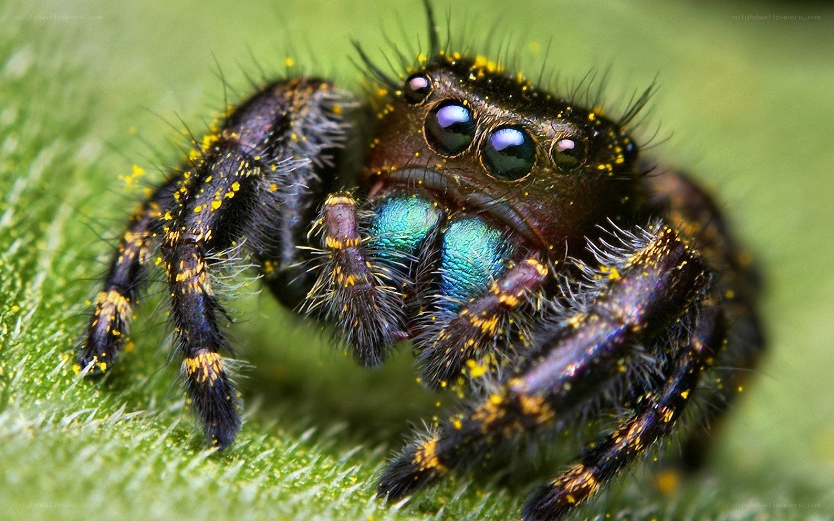 Colorful jumping spider on leaf