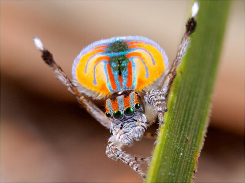 Colorful Jumping Spider — Orange