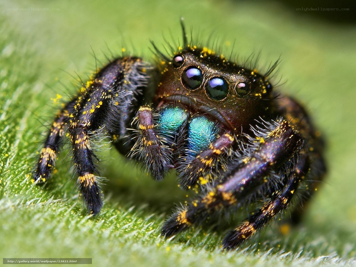 colorful jumping spider