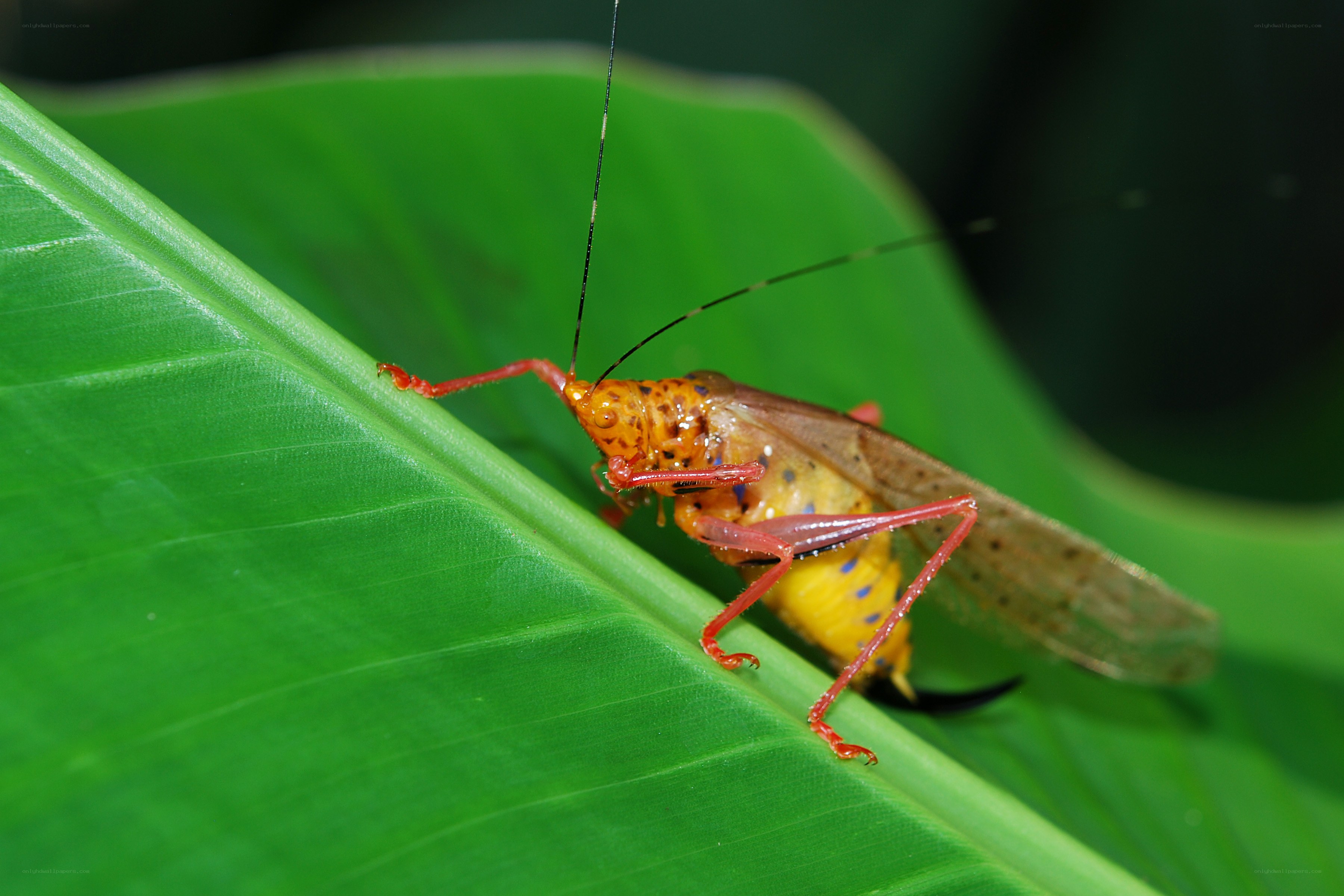 colorful katydid on a leaf