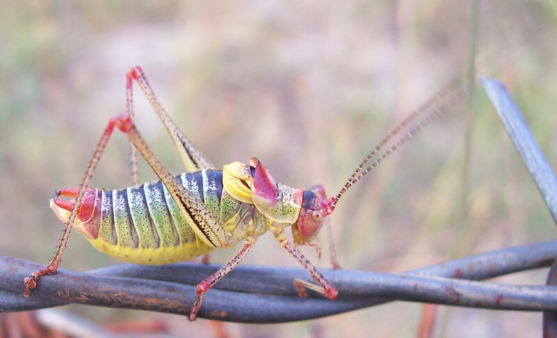 Colorful Katydid on Wire