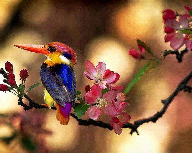 Colorful Kingfisher Bird — Blue, Serene