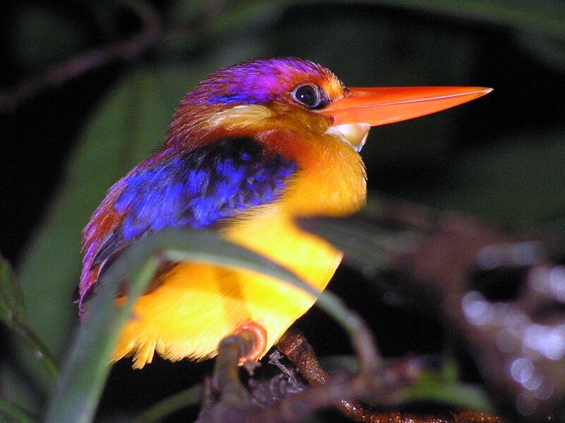 Colorful Kingfisher Bird — Blue