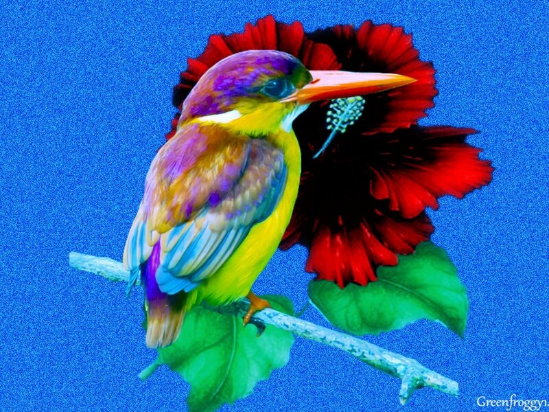 Colorful Kingfisher Bird — Blue, Vibrant
