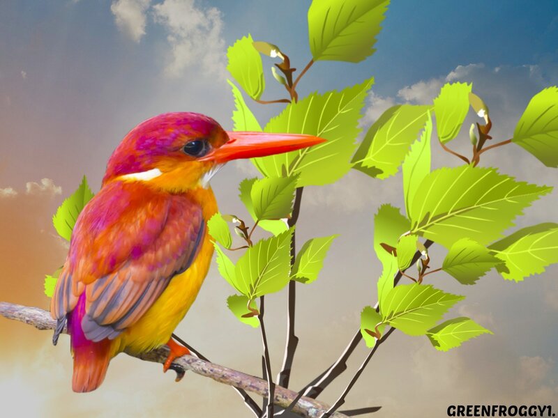 Colorful Kingfisher Bird — Green, Serene