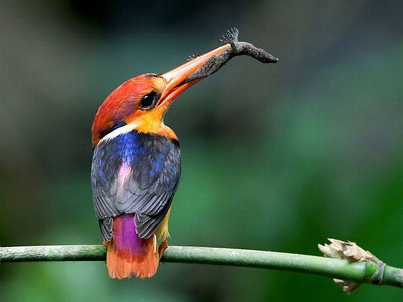 Colorful Kingfisher Bird — Green