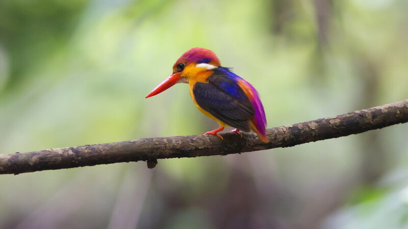 Colorful Kingfisher Bird — Purple, Calm