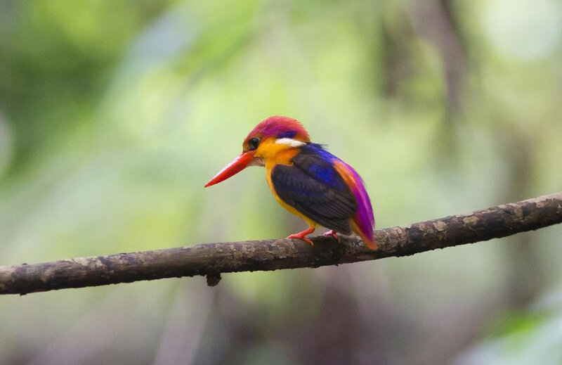 Colorful Kingfisher Bird — Purple