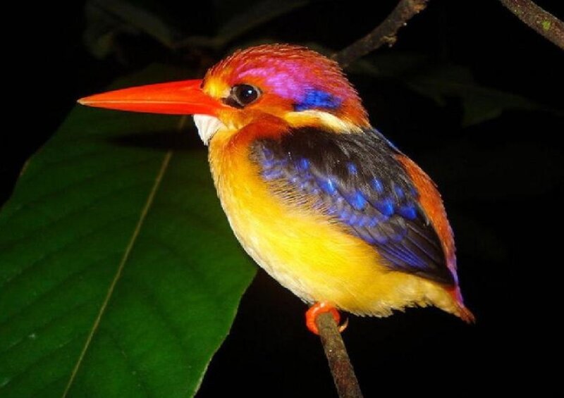 Colorful Kingfisher Bird
