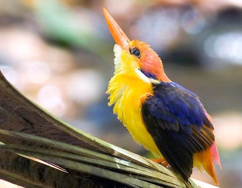 Colorful Kingfisher Bird — Yellow, Calm