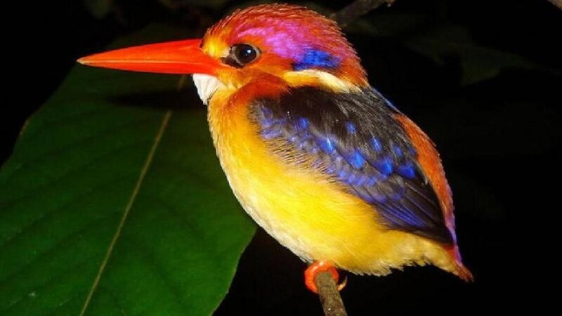 Colorful Kingfisher Bird — Yellow, Natural