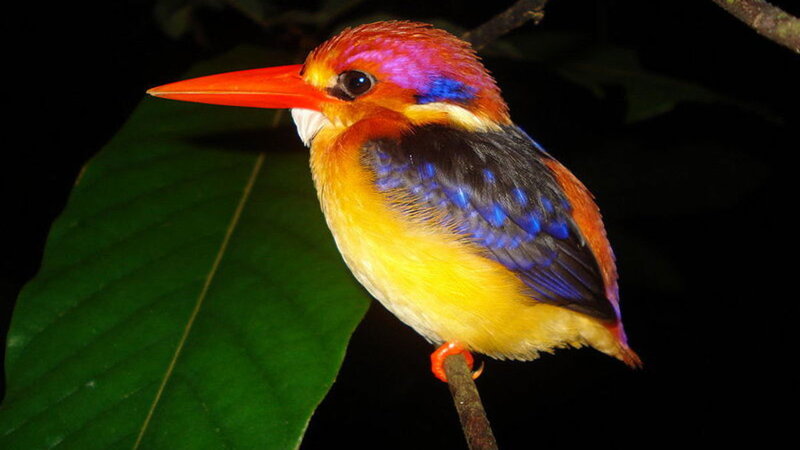 Colorful Kingfisher Bird — Yellow