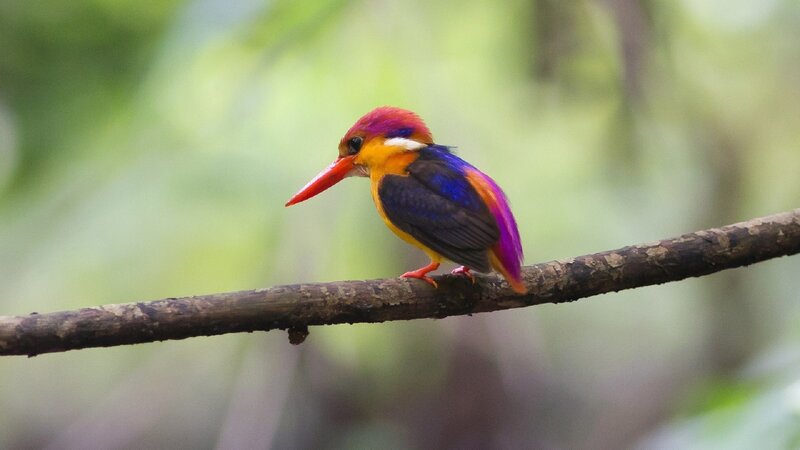 Colorful kingfisher on a branch