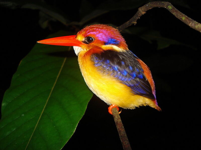 colorful kingfisher perched on branch