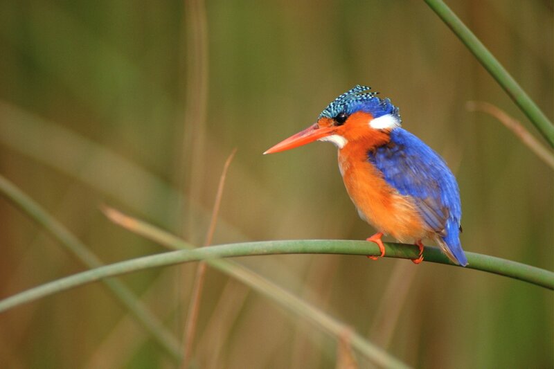 Colorful kingfisher perched on reed