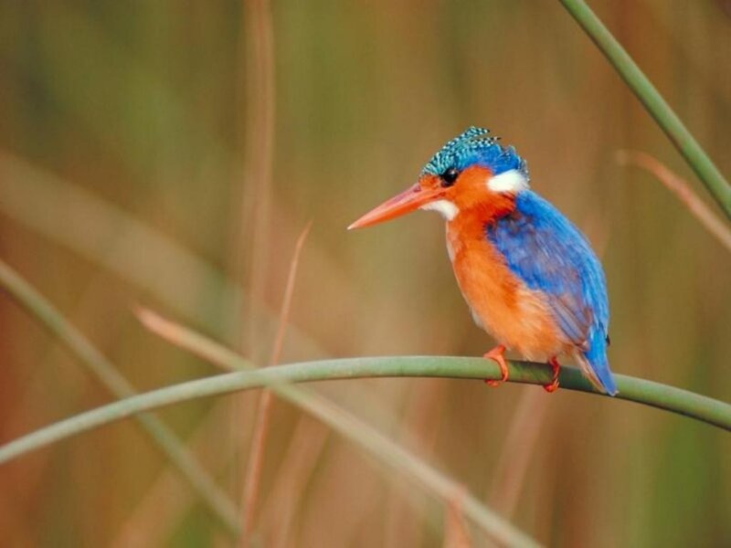Colorful kingfisher perched on reed
