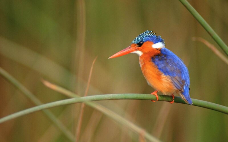 colorful kingfisher perched on reed