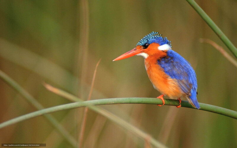 colorful kingfisher perched on reed