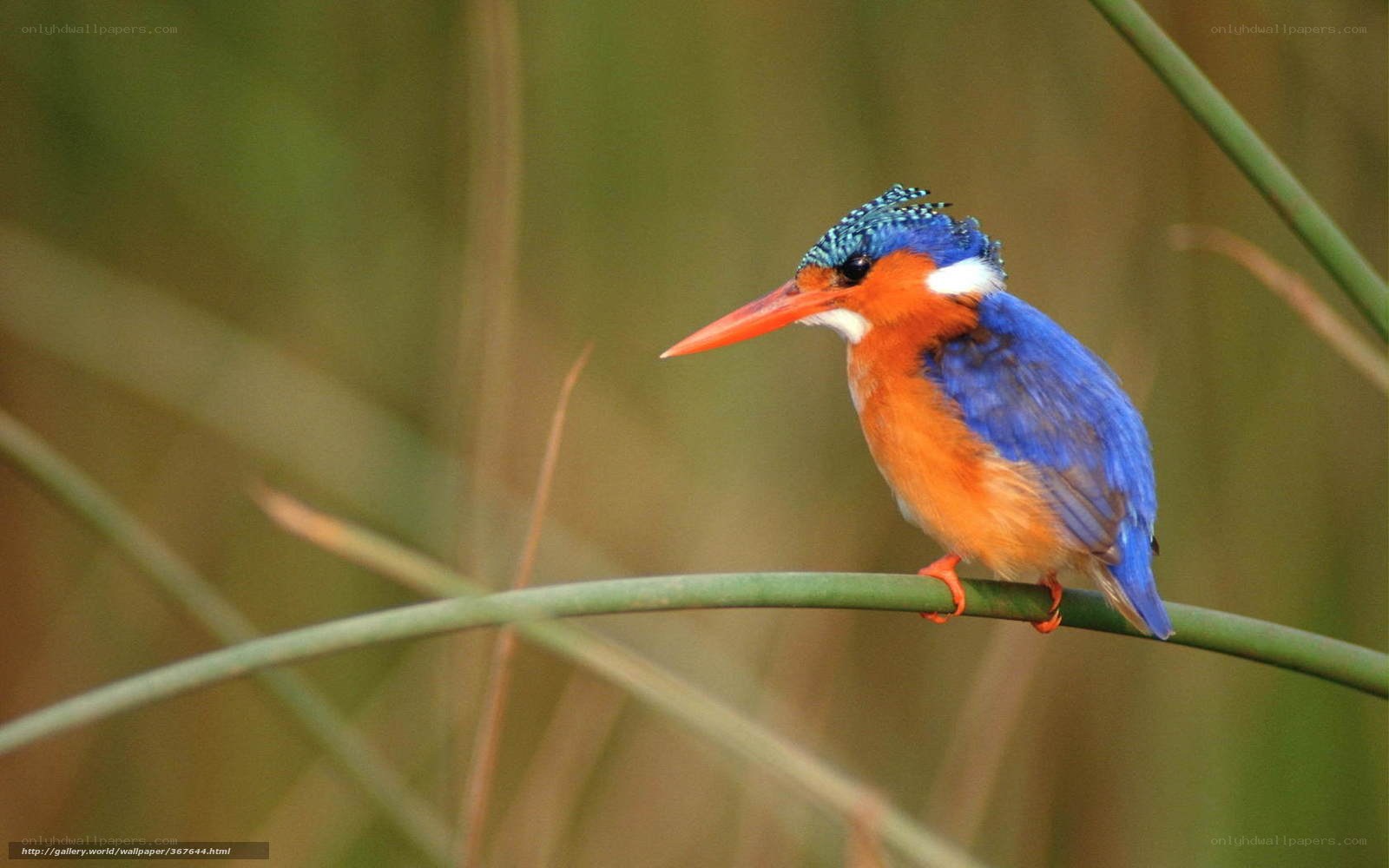 colorful kingfisher perched on reed