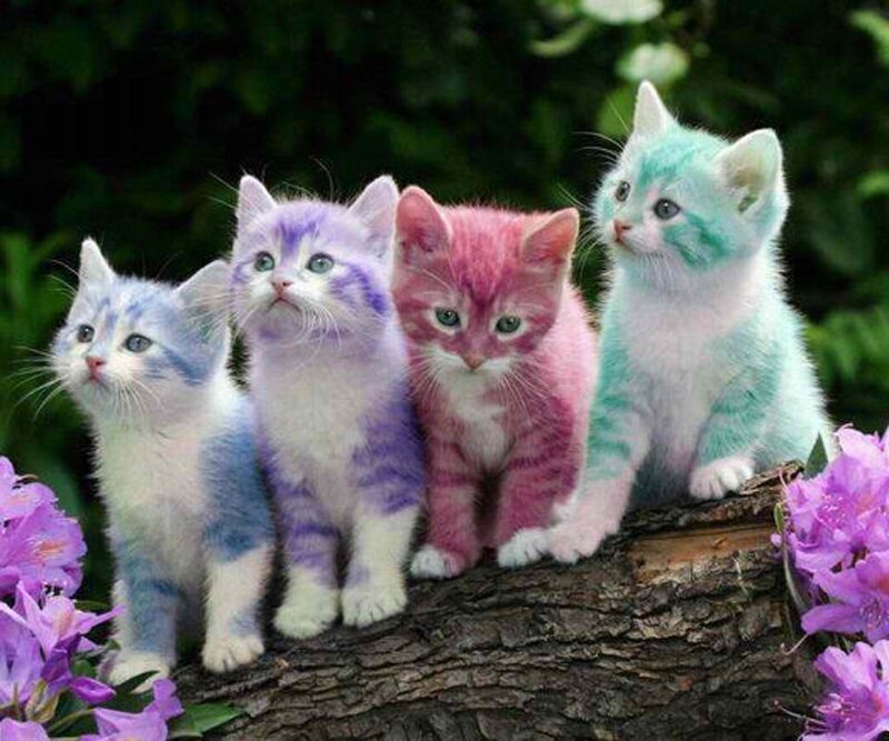 Colorful Kittens on Log