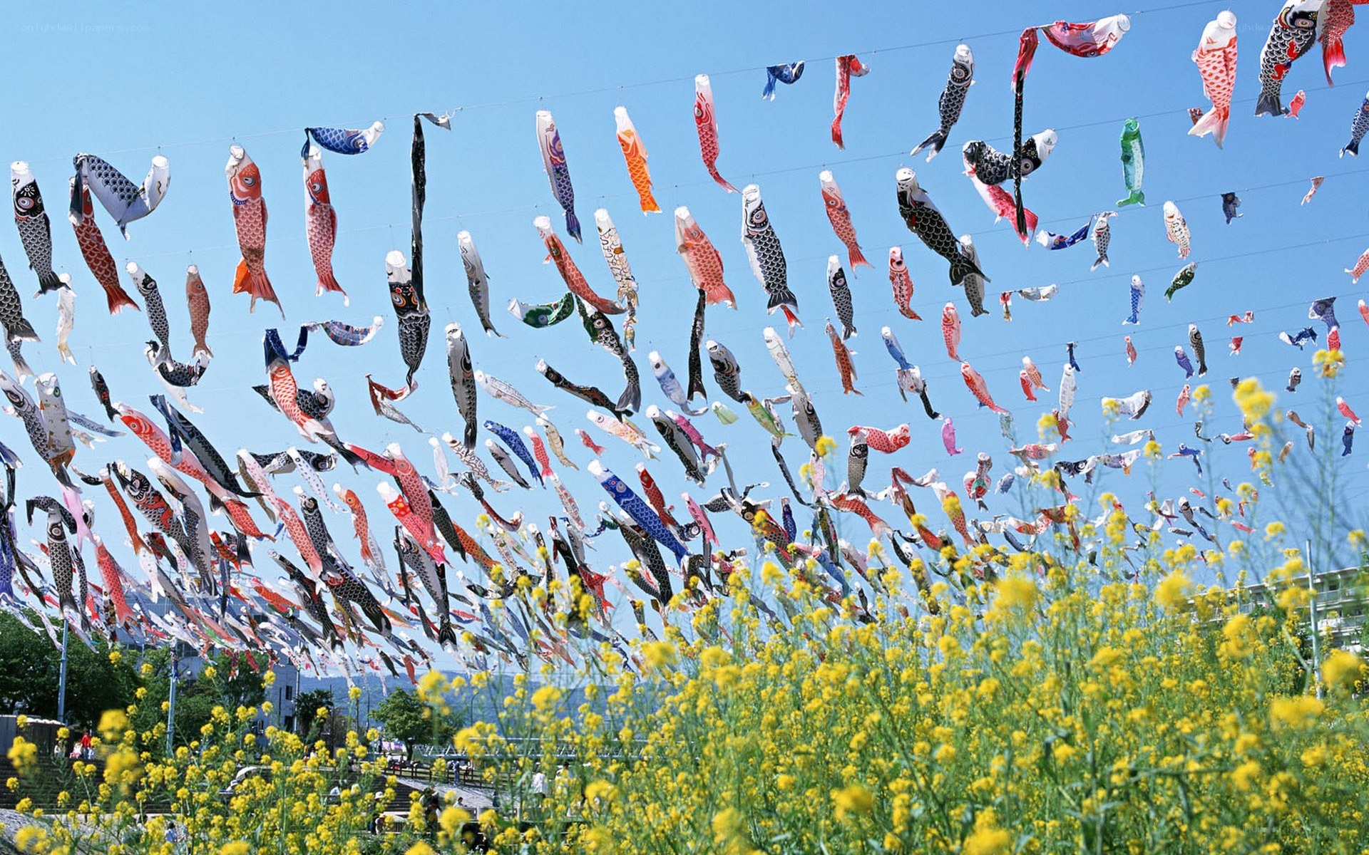 Colorful koi fish flags in field
