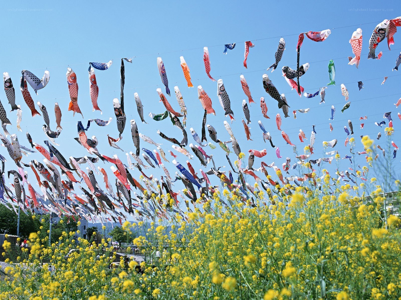 Colorful koi fish flags in field