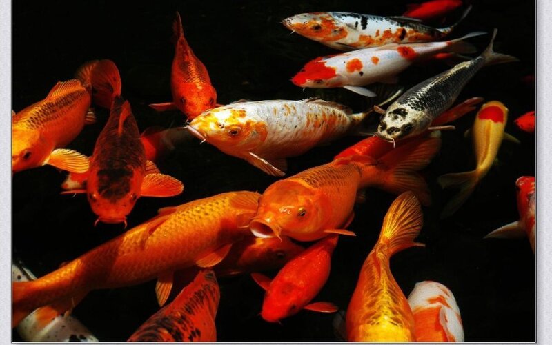 Colorful koi fish in a pond