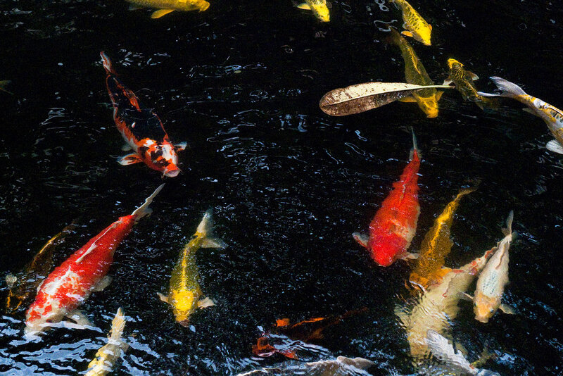 Colorful koi fish in a pond