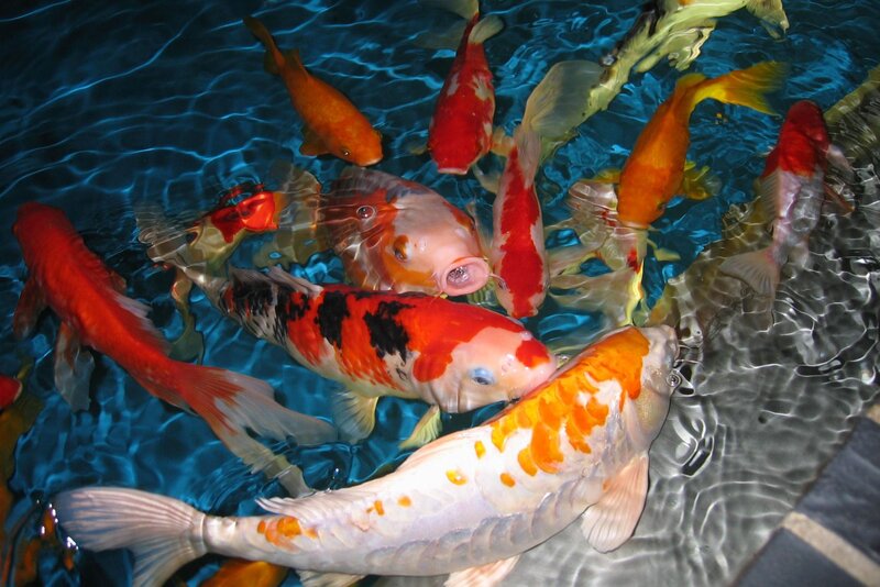 Colorful koi fish in a pond
