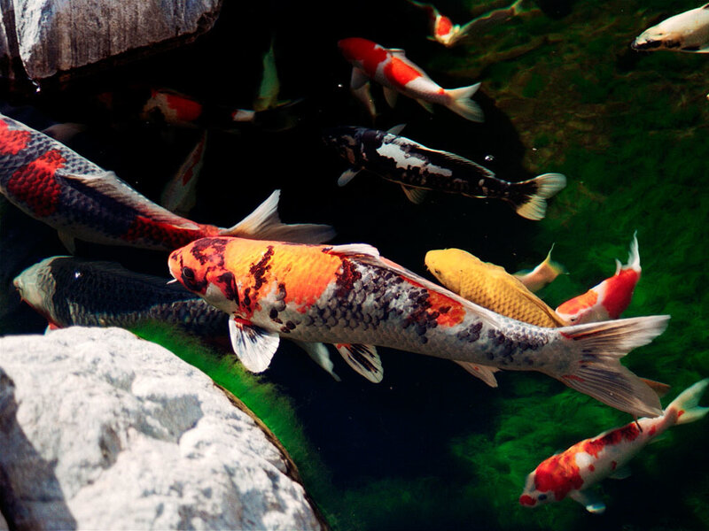 Colorful koi fish in a pond