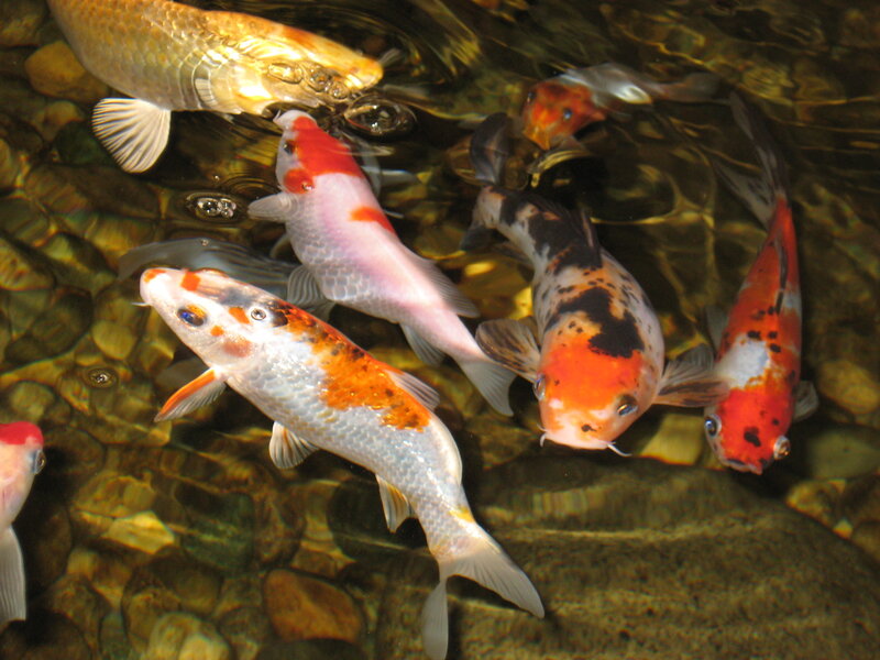 Colorful koi fish in a pond