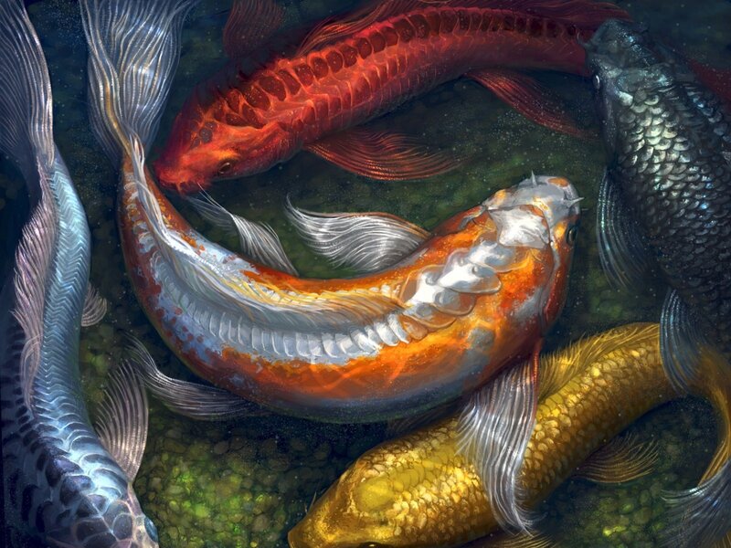 Colorful koi fish in pond
